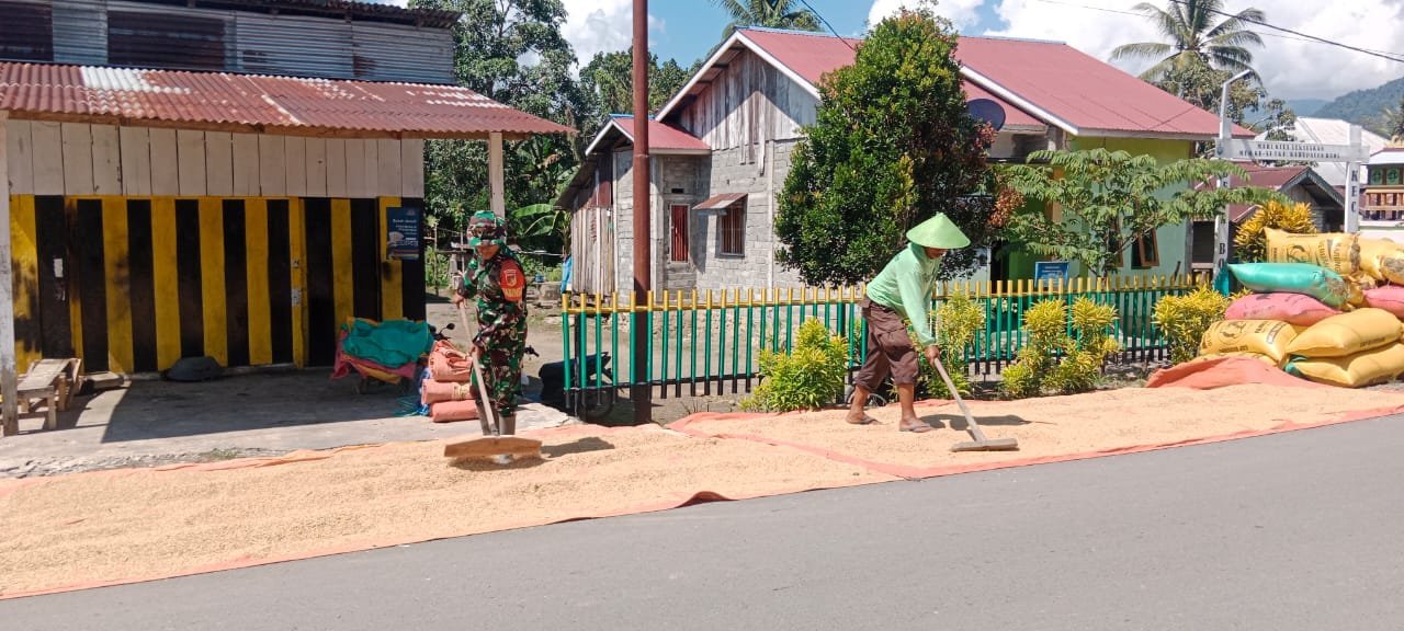 Wujud Perhatian, Babinsa Koramil 08 Momunu Bantu Petani Jemur Padi