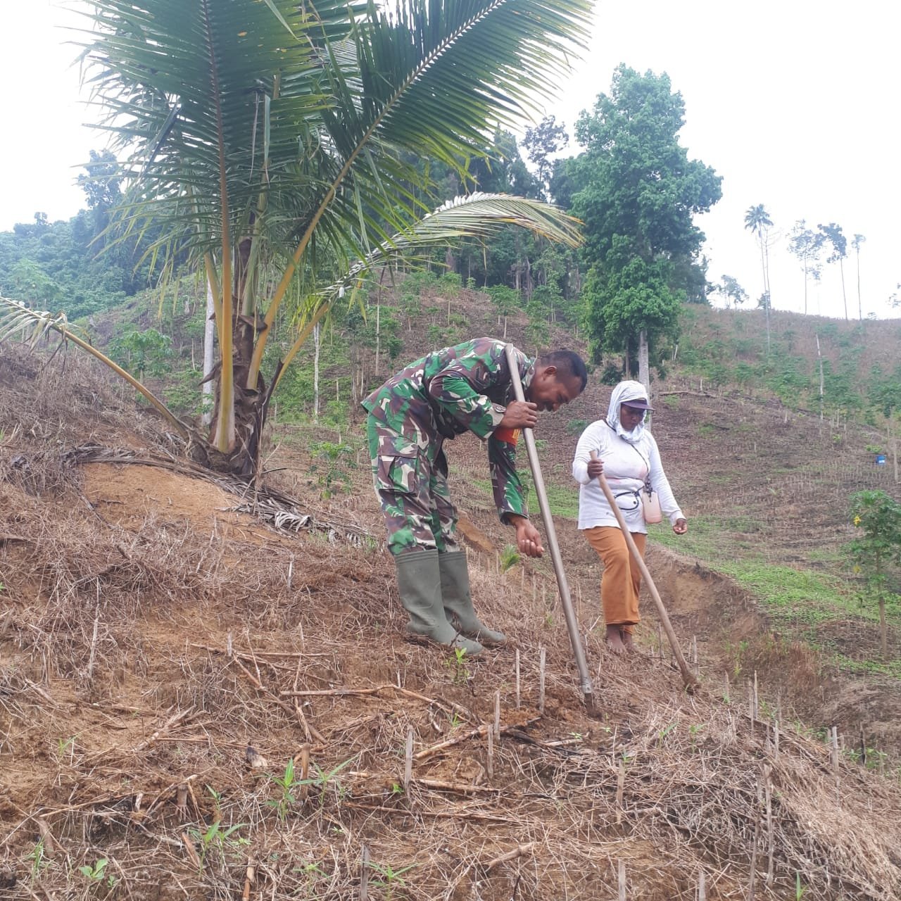 Tingkatkan Ketahanan Pangan, Babinsa Koramil 09 Bokat Dampingi Petani Tanam Jagung