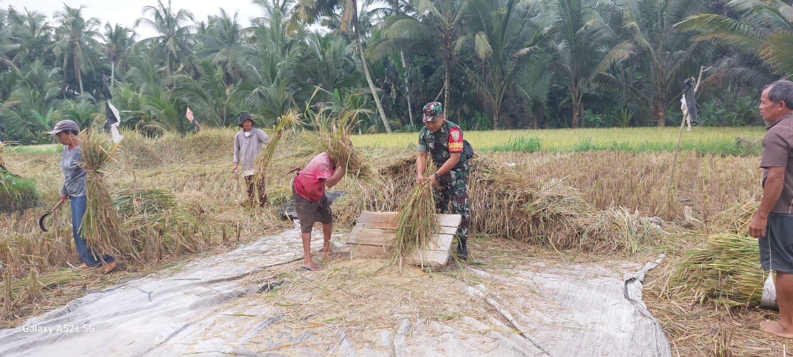 Semangat, Kopda Puspantara Bantu Petani Panen Padi