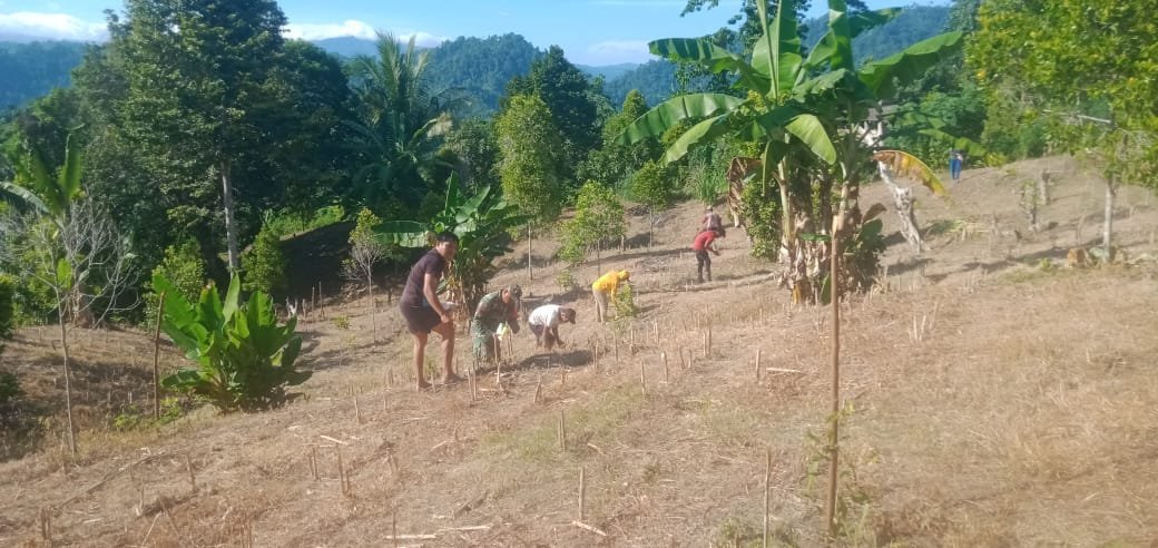 Laksanakan Pendampingan, Babinsa Koramil 07 Bunobogu Bantu Petani Tanam Jagung