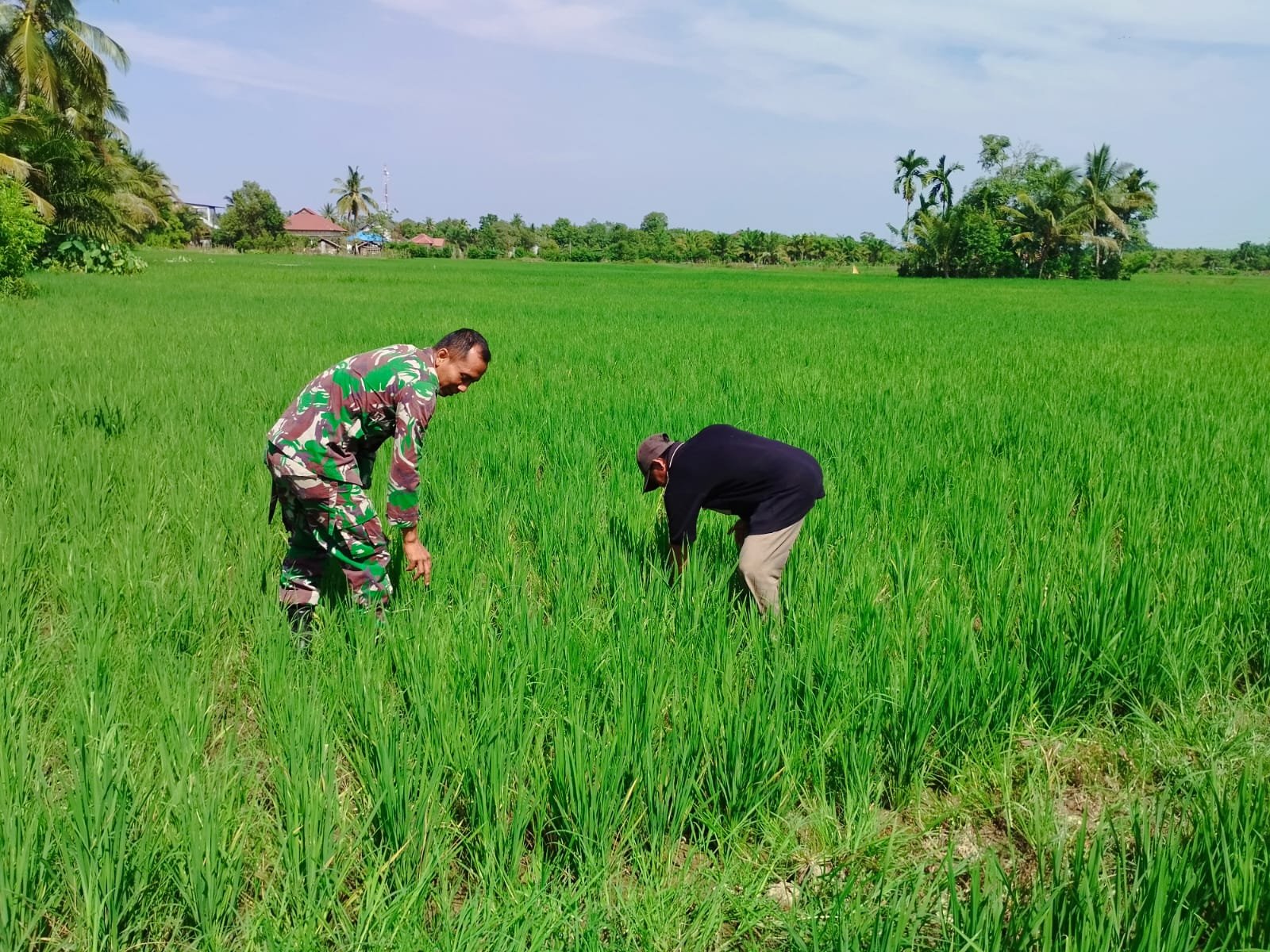 Dukung ketahanan pangan, Babinsa Koramil 03 Kaway XVI dampingi petani di Sawah