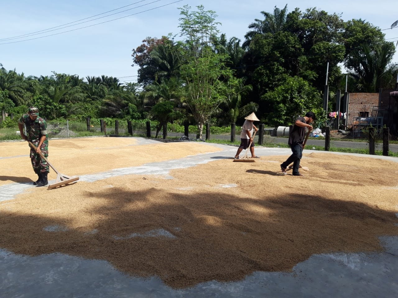 Menjadi Solusi, Babinsa Koramil 04/Meureubo Bantu Petani Jemur Padi Hasil Panen Di Wilayah Binaan