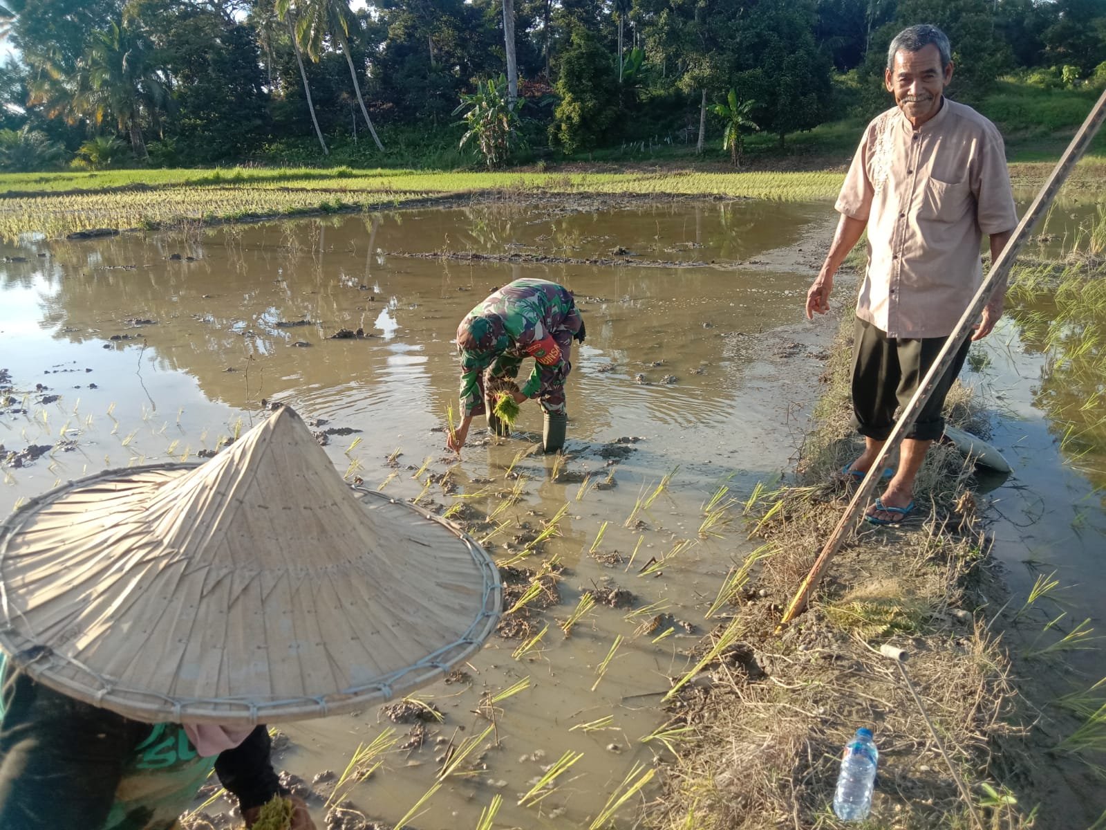 Babinsa Bantu Petani Tanam Padi, dukung Ketahanan Pangan Wilayah