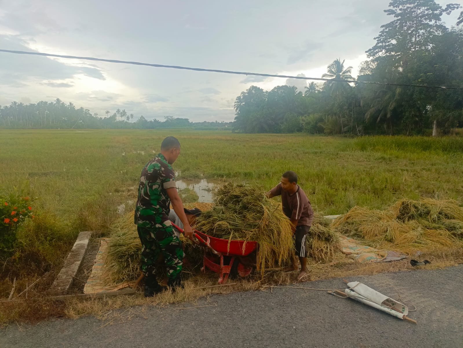 Babinsa Koramil 09/Samatiga Serda Afrianto Melaksanakan Pendampingan Pok Tani dalam Panen Padi di Desa Rangkileh