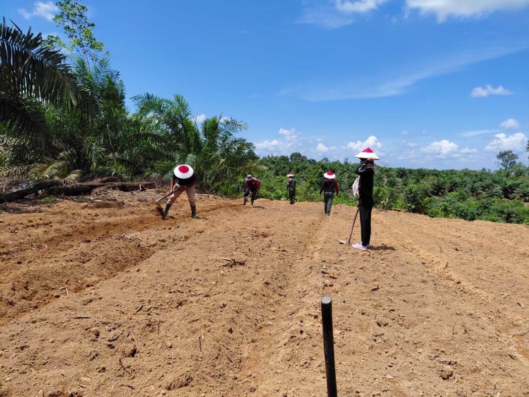 TMMD Reguler ke-125 Kodim 1017/Lmd Dukung Ketahanan Pangan di Desa Batu Kotam