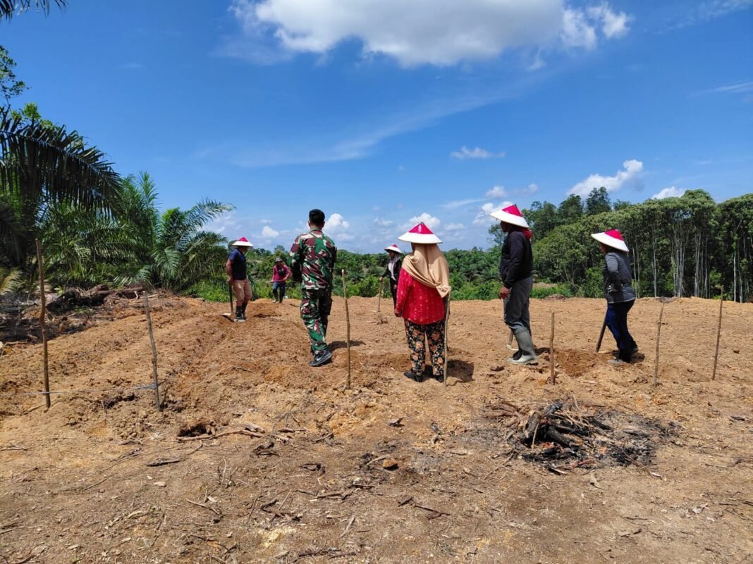 Satgas TMMD ke-125 Kodim 1017/Lmd Gelar Kegiatan Ketahanan Pangan di Desa Batu Kotam