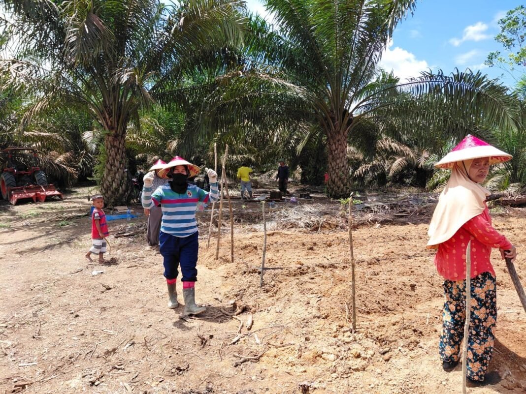 TMMD Reguler ke-125 Kodim 1017/Lmd Dukung Ketahanan Pangan di Desa Batu Kotam