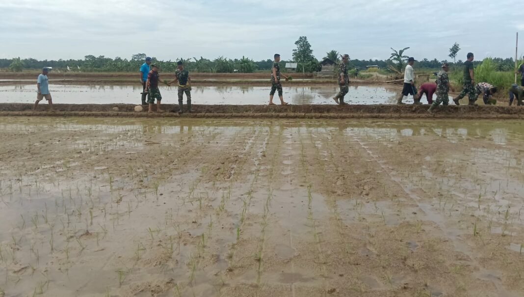 Hari ke-28 TMMD 125 Mukomuko, Satgas Bersama Warga Mulai Tanam Padi di Desa Sumber Makmur