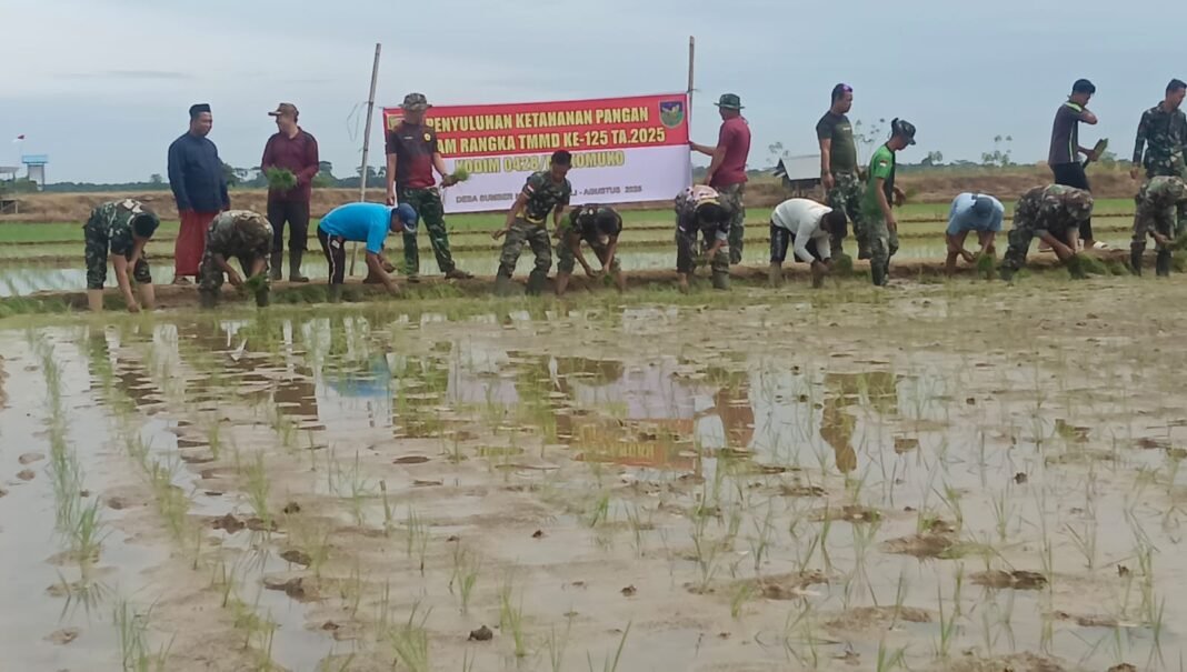 TMMD 125 Dorong Ketahanan Pangan, Satgas dan Warga Mukomuko Lakukan Penanaman Padi di Hari ke-28