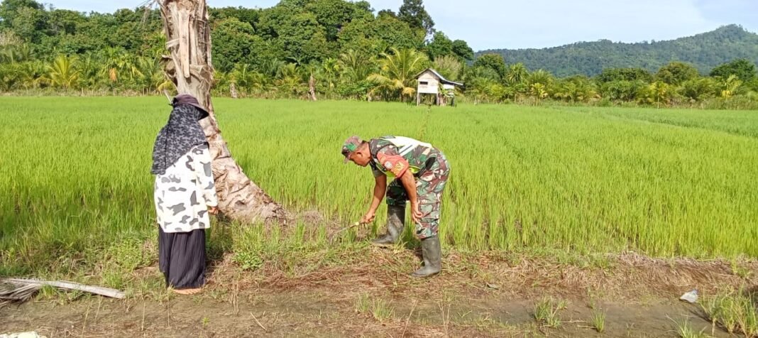 Babinsa Setia Bakti Dampingi Petani Atasi Serangan Hama Keong pada Tanaman Padi