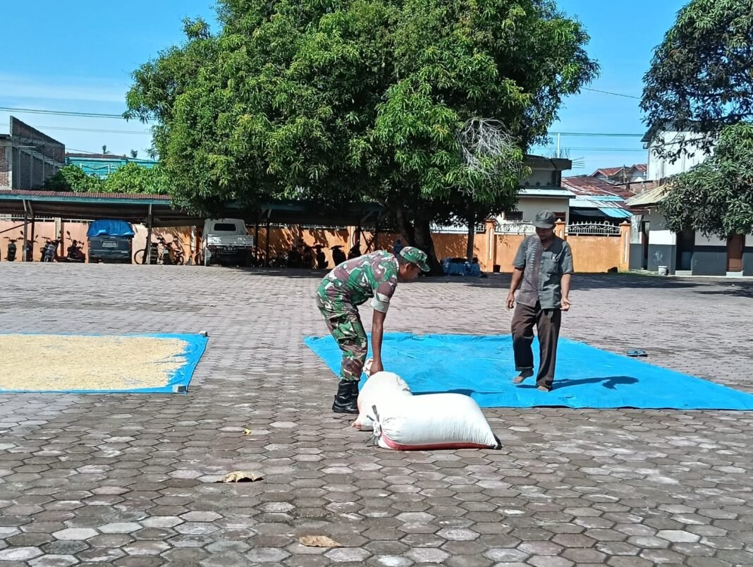 Babinsa Koramil 01/Jaya Kodim 0114/Aceh Jaya Bantu Warga Olah Padi Jadi Beras untuk Konsumsi Sehari-hari