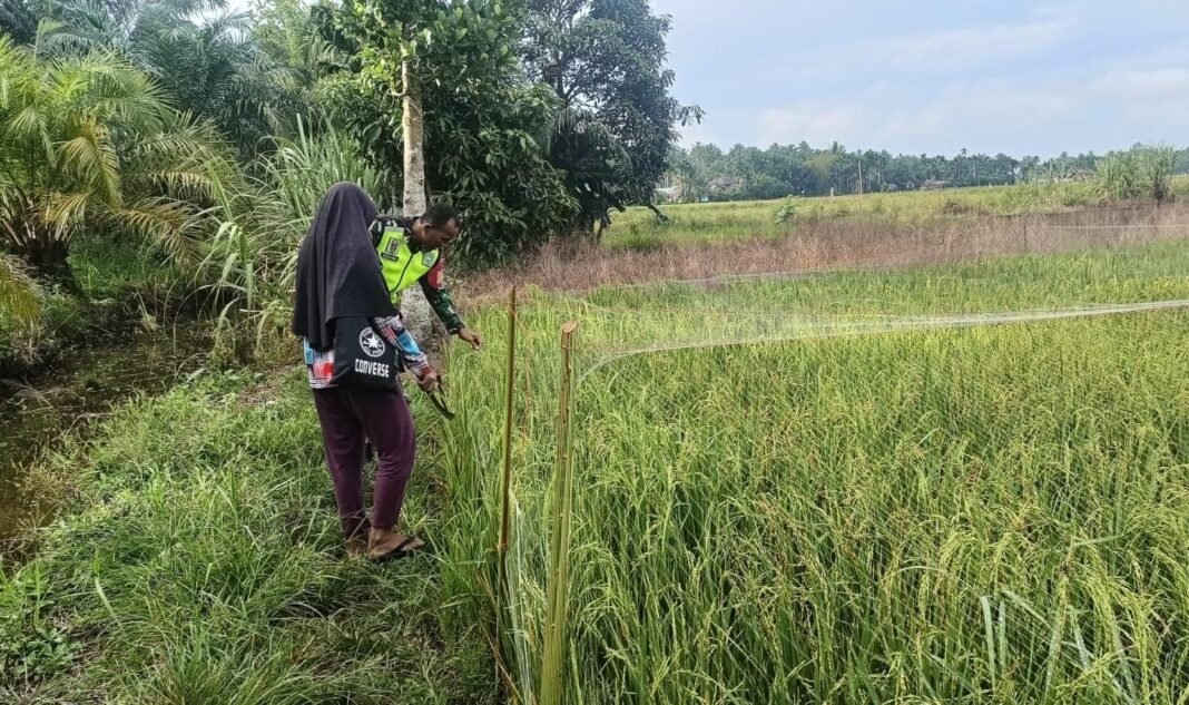 Babinsa Koramil 08/Arongan Lambalek Dampingi Warga Cek Pertumbuhan Padi di Desa Drien Rampak
