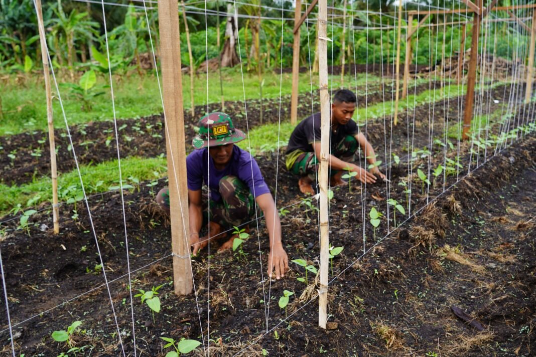 Budidaya Kacang Panjang oleh Korem 012/TU: Cepat Panen dan Bernilai Ekonomi