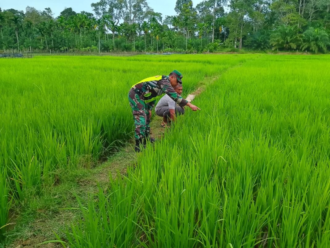 Sukseskan Program Pemerintah, Babinsa Ramil 11/WT Pantau Perkembangan Padi