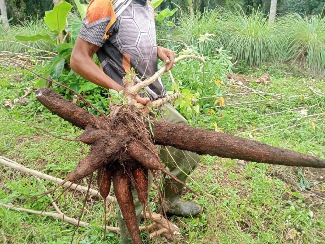 Panen Raya Singkong Korem 012/TU Perkuat Swasembada Pangan Daerah