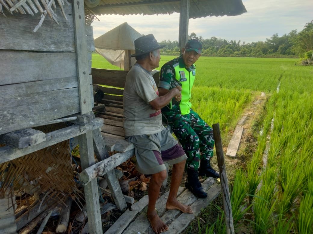 Sambangi petani di gubuk sawah, Babinsa Johan Pahlawan Gali Kendala Petani di Sawah