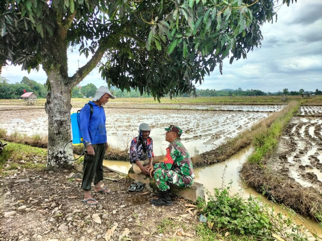 Babinsa Koramil 05/Panga Lakukan Komsos dengan Petani, Bahas Kondisi Sawah dan Kendala Pertanian