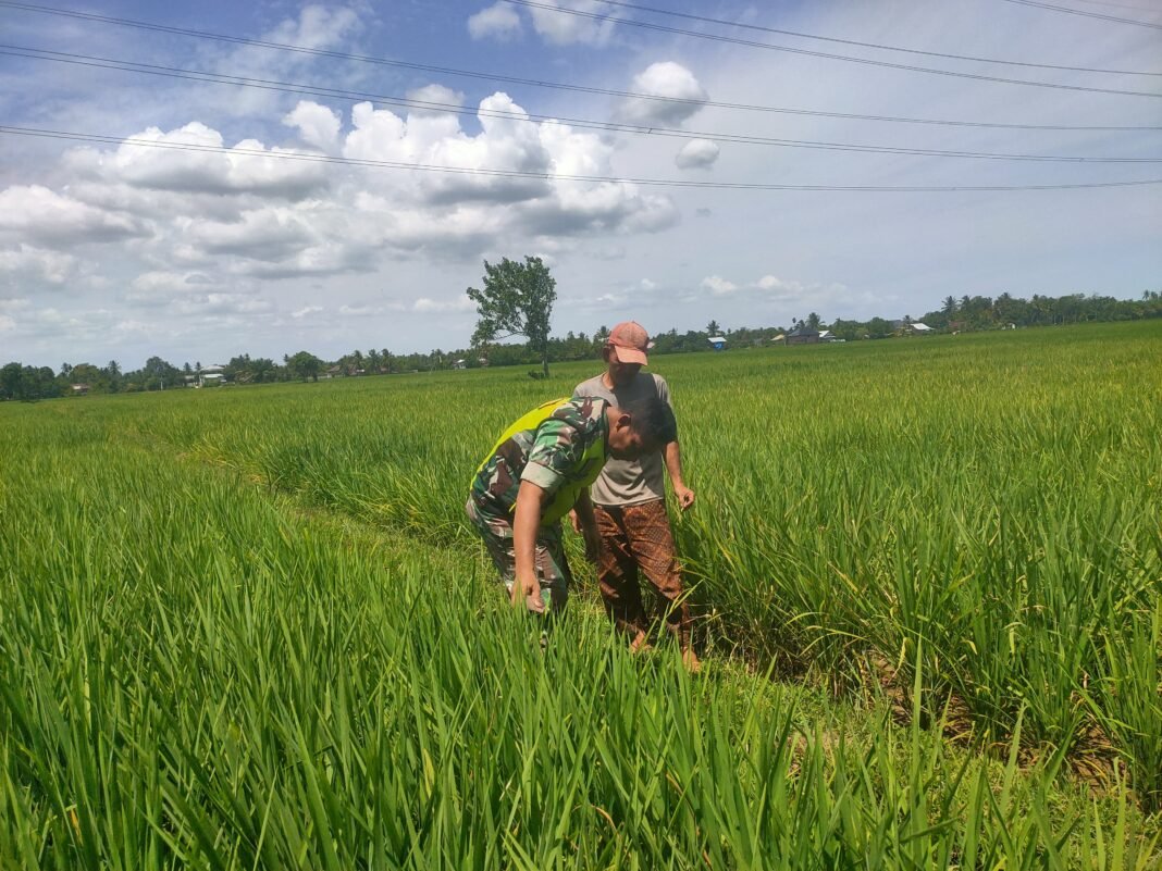 Tingkatkan Produktivitas Pertanian, Babinsa Koramil 03 Kaway XVI Terjun Langsung Kelapangan