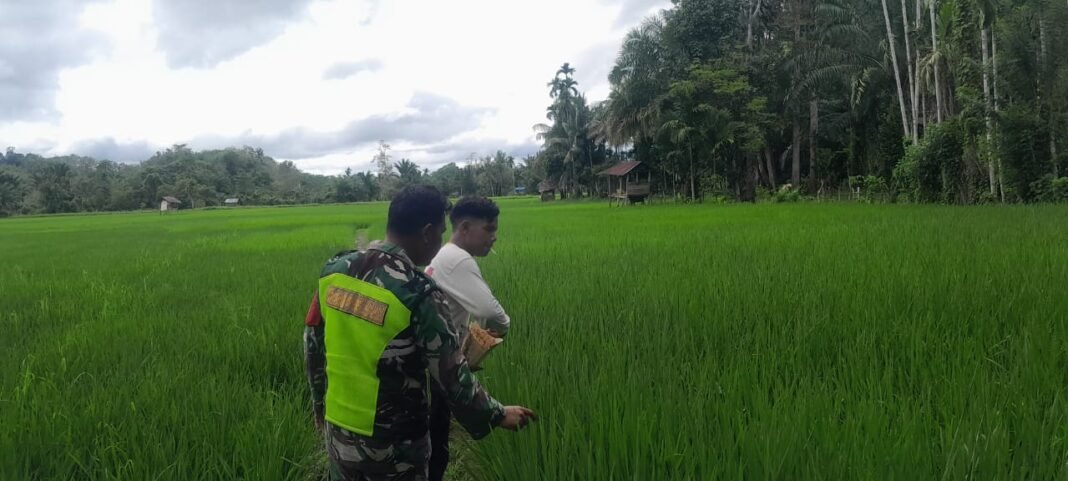 Babinsa Pantau Perkembangan Tanaman Padi di Desa Binaan