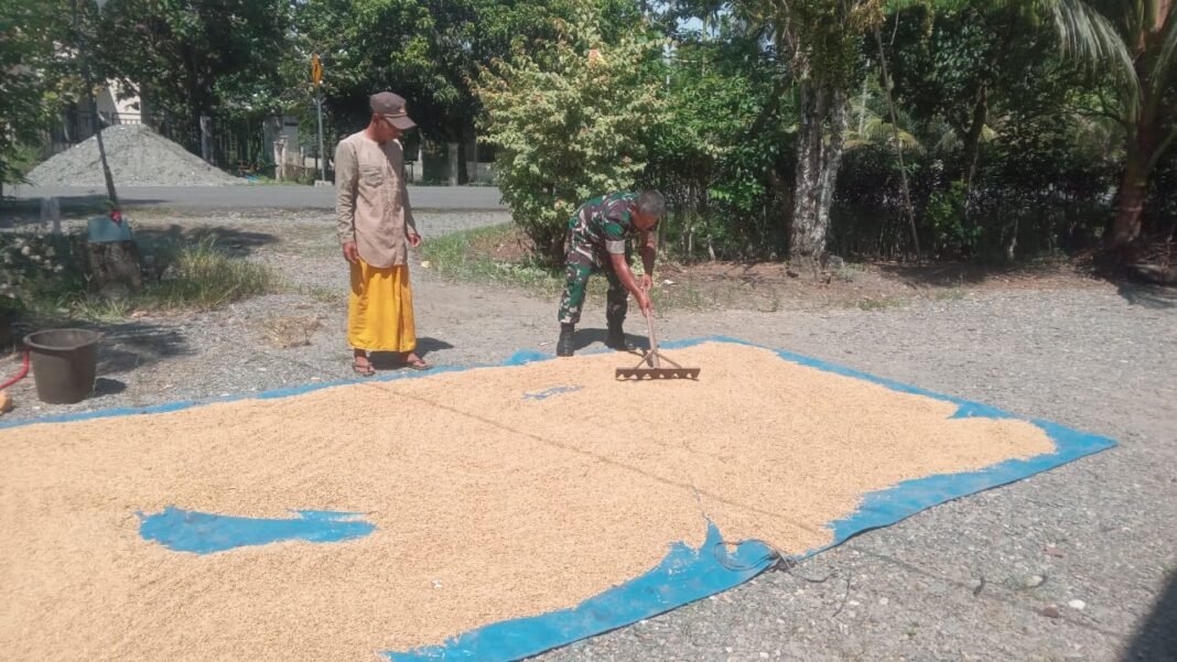Semangat Pagi Babinsa: Serda Heru Santoso Bantu Jemur Padi Bersama Warga Desa Leubok