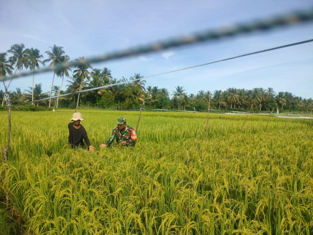 Kebersamaan Babinsa Koramil 04/Meureubo dengan Petani Kroscek Tanaman Padi yang Telah Berbuah
