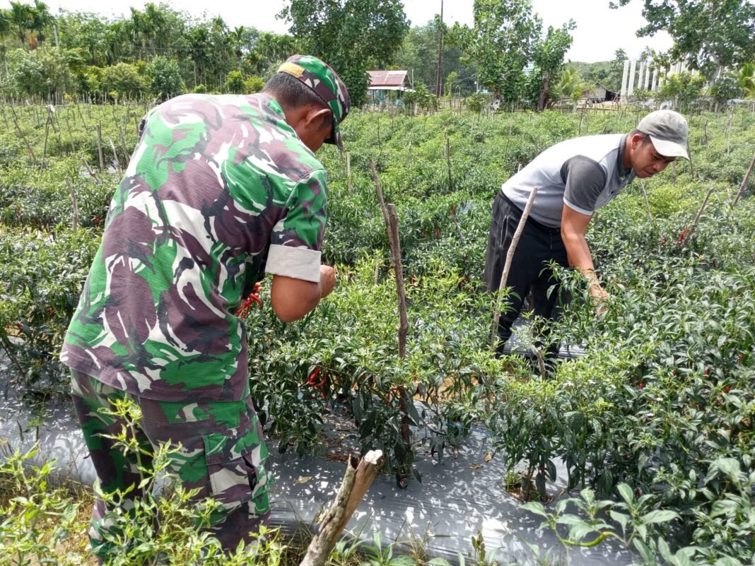 Babinsa Koramil 09/Samatiga Serma Havendra Musa Turun ke Lahan, Bantu Petani Cabai Panen di Desa Cot Darat