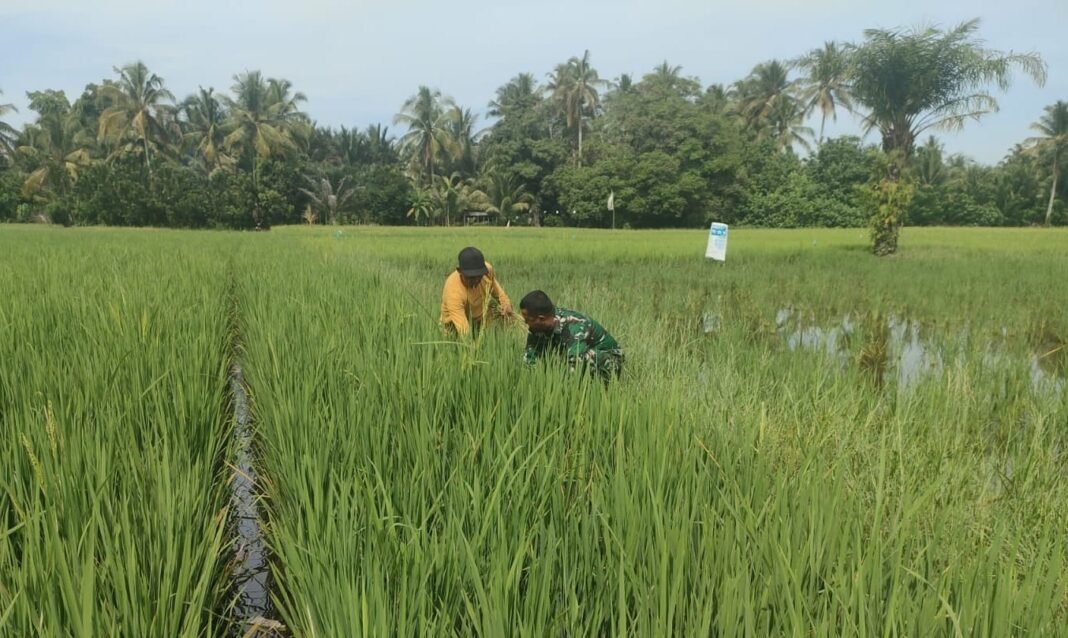Pengabdian Tanpa Pamrih Dituangkan Oleh Babinsa Koramil 04/Meureubo Dampingi Petani Hingga Ketengah Sawah