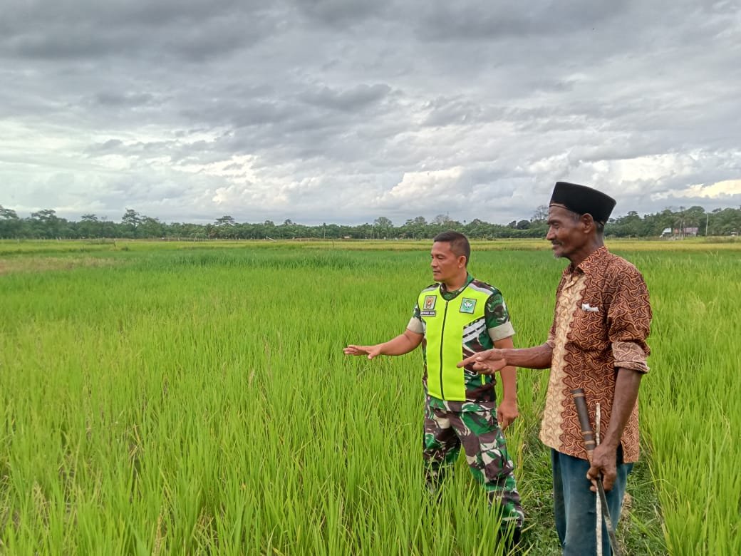 Babinsa Koramil 08/Arongan Lambalek Dampingi Petani Cek Pertumbuhan Padi
