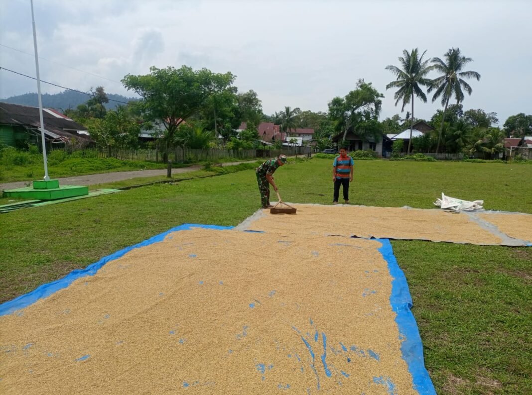 Babinsa Koramil 01/Jaya, Koptu Aris Kartiko, Hadir di Tengah Petani, Bantu Jemur Padi Warga