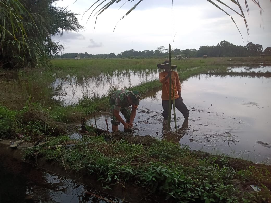 Babinsa Koramil 05/Panga Turun Langsung, Bantu Kelancaran Irigasi Sawah Warga