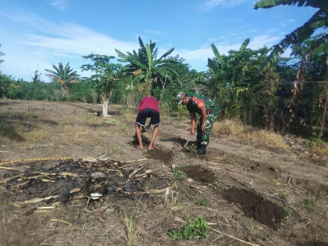Babinsa Koramil 03/Setia Bakti Turun ke Sawah, Bantu Petani Olah Lahan Tanam Mentimun