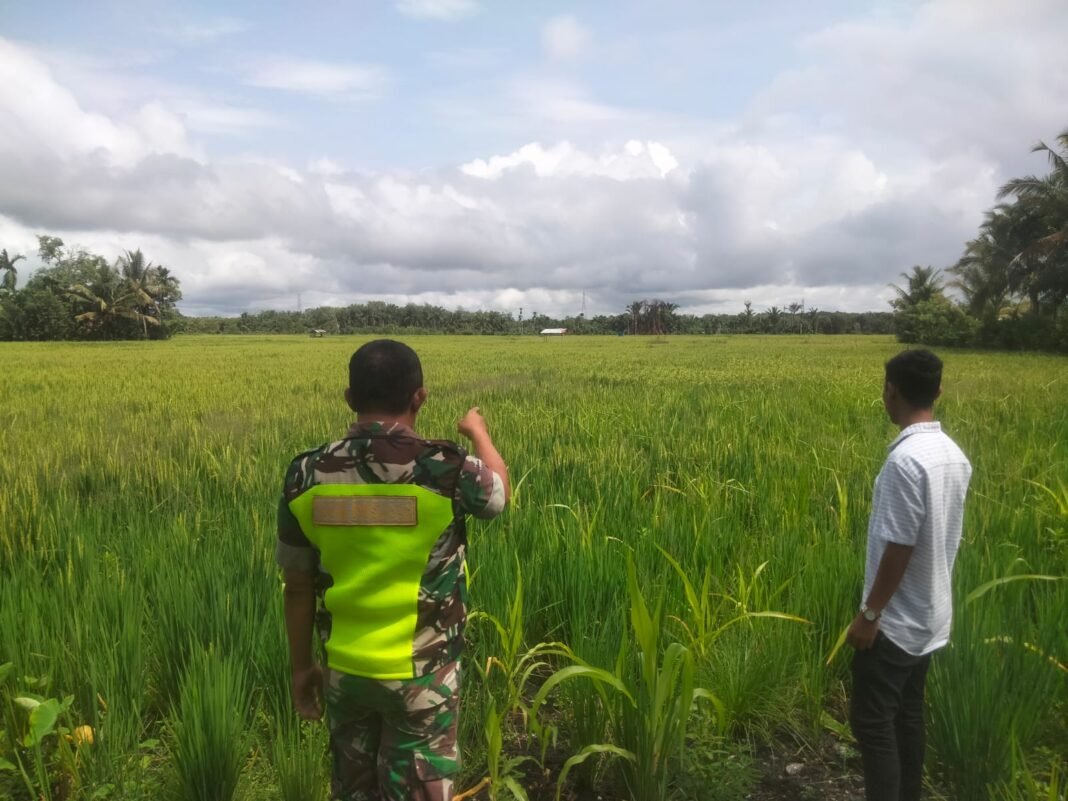 Babinsa Koramil 03 Kaway XVI Cek Perkembangan Padi untuk Tingkatkan Produksi