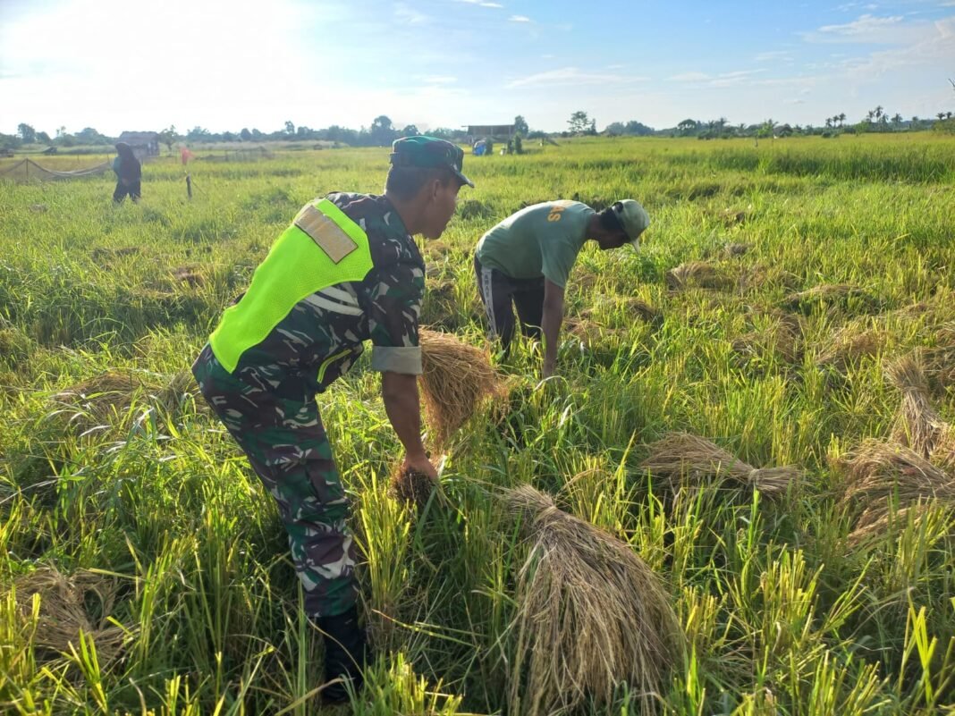 Babinsa Koramil 08/Arongan Lambalek Ringankan Beban Petani Saat Panen