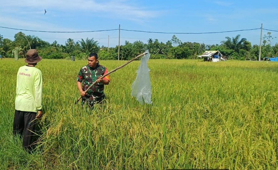 Pendampingan Babinsa Koramil 04/Meureubo Membuat Petani Semakin Tekun Merawat Padinya Hingga Musim Panen Tiba