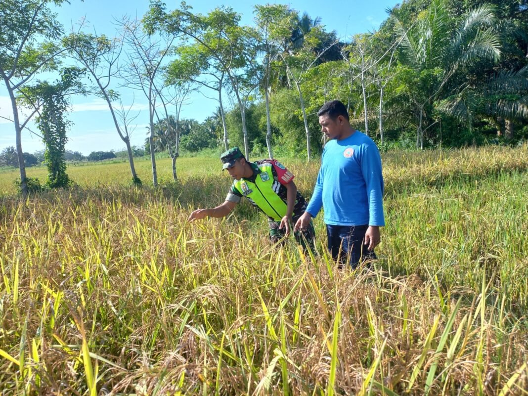 Babinsa Dampingi Petani Cek Pertumbuhan Padi di Desa