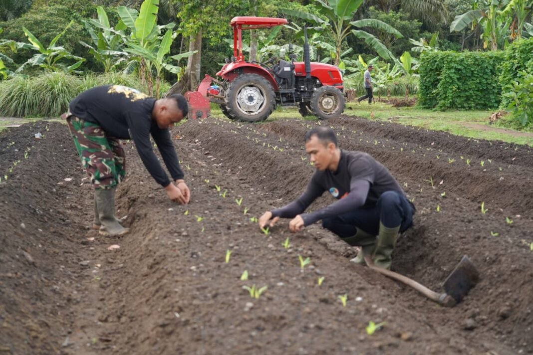 Korem 012/TU Budidayakan Jagung Manis, Berkontribusi pada Ketersediaan Pangan Masyarakat