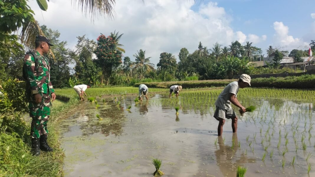 Babinsa Desa Bunutin Aktif Dampingi Petani Tingkatkan Produksi Padi Lewat LTT di Subak Munggu