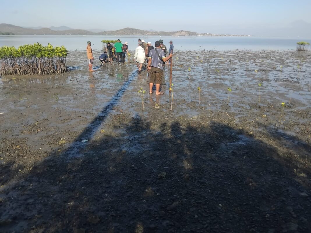 TMMD ke-125 Kodim Sumbawa Wujudkan Kepedulian Lingkungan Lewat Penanaman Mangrove