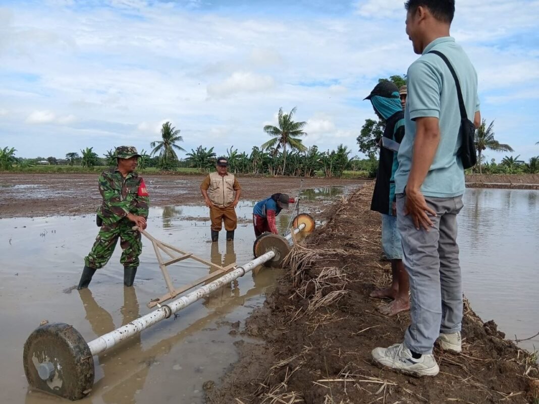 Babinsa Koramil 05/Dua Pitue Turun Tangan Dampingi dan Bantu Masyarakat Tanam Padi Sistem Tabela