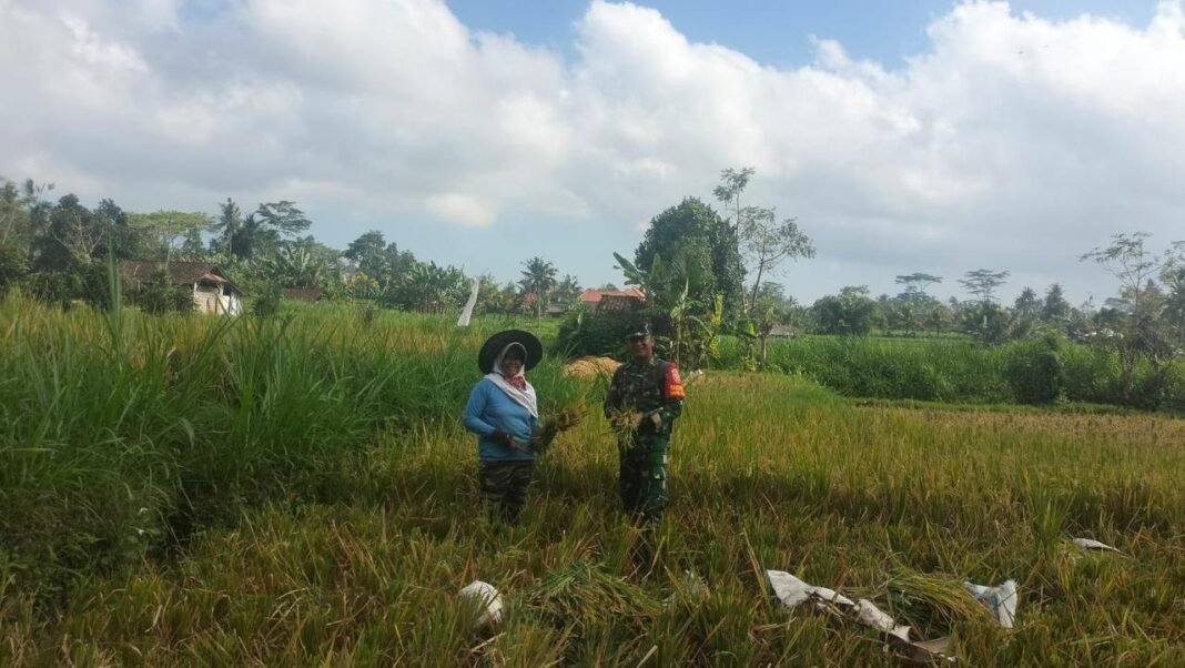 Sinergi TNI dan Petani, Babinsa Koramil 01/Bangli Ikut Panen Padi di Subak Jero