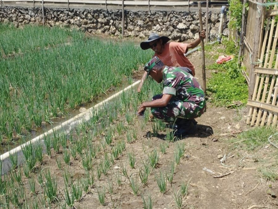 Dandim 1613/Sumba Barat Tinjau Kebun Percontohan Tanaman Bawang di Kelurahan Pada Eweta