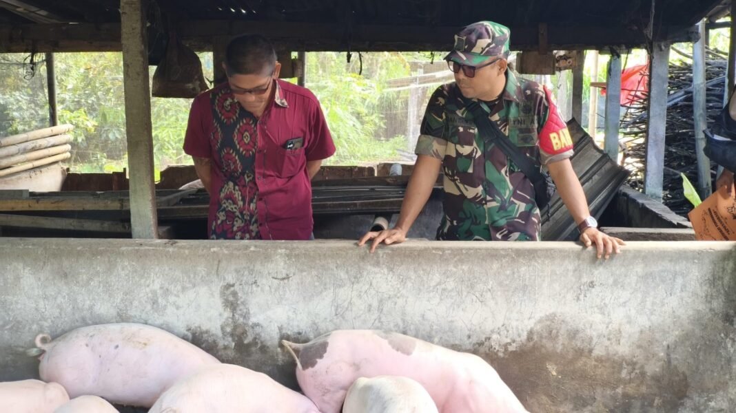 Babinsa Desa Landih Dampingi Monitoring Program Ketahanan Pangan Bidang Peternakan Babi