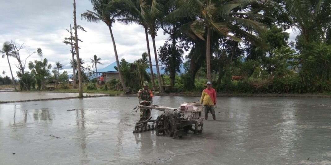 TNI Hadir untuk Rakyat, Babinsa Kodim 1412/Kolaka Dampingi Pengolahan Sawah Warga