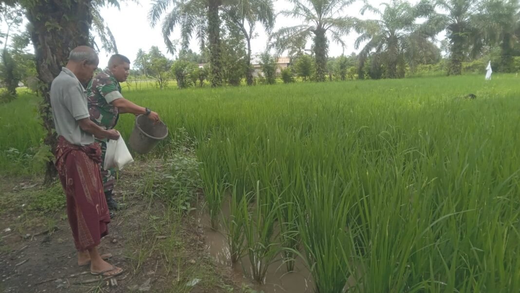 Babinsa Koramil 09/Samatiga Turun Langsung ke Sawah Bersama Kelompok Tani Desa Pinem