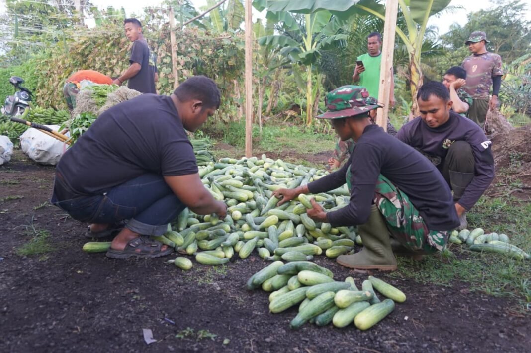 Korem 012/TU Panen Tanaman Pangan, Berikan Kontribusi Nyata untuk Ketahanan Pangan