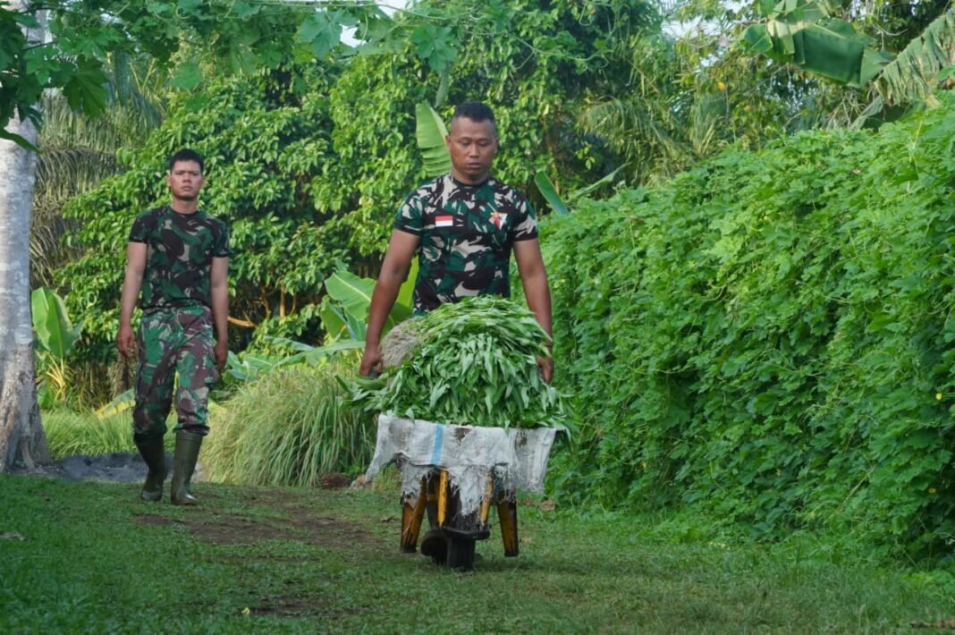 Korem 012/TU Mengoptimalkan Lahan untuk Ketahanan Pangan, Panen Kangkung dengan Sukses