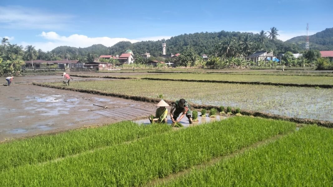 Kehadiran Babinsa di Sawah, Meringankan Pekerjaan Petani dan Dukung Ketahanan Pangan