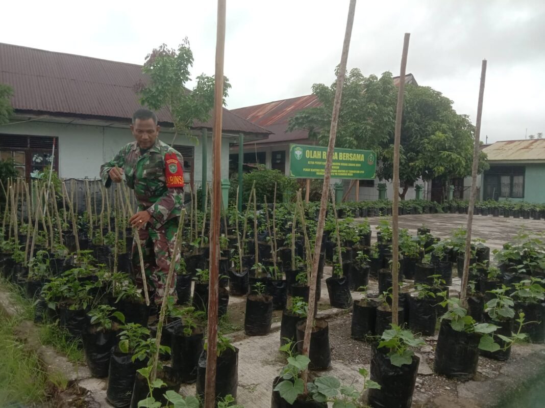 Koramil 06/Teunom Kodim 0114/Aceh Jaya Budidayakan Cabai dan Timun di Mako Koramil