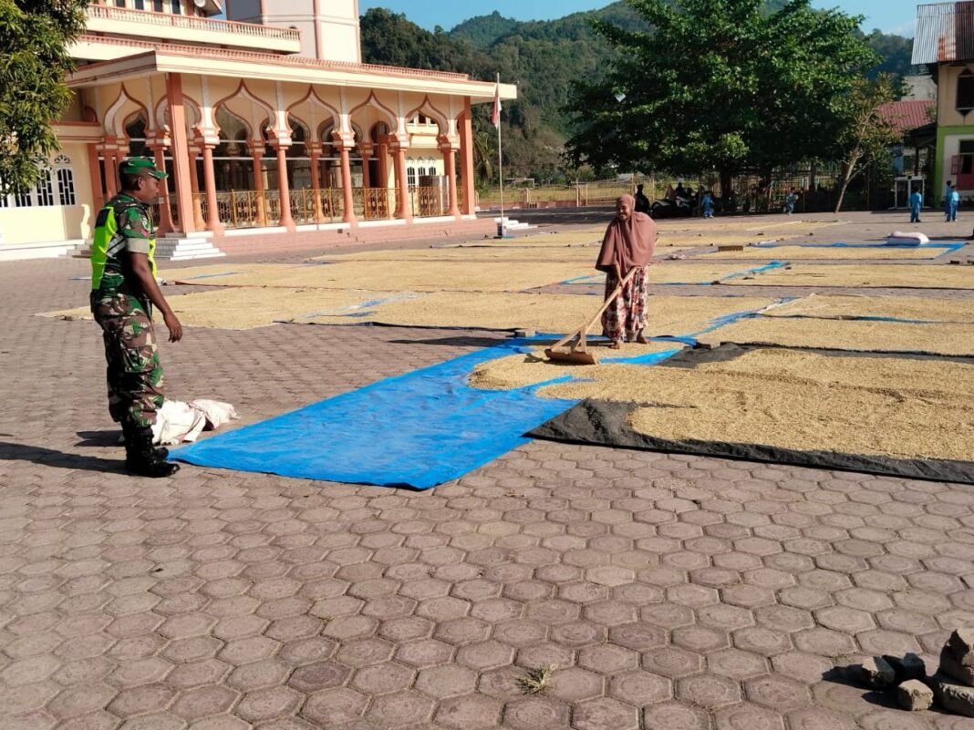 Babinsa Koramil 01 Jaya Bantu Warga Olah Hasil Panen Padi