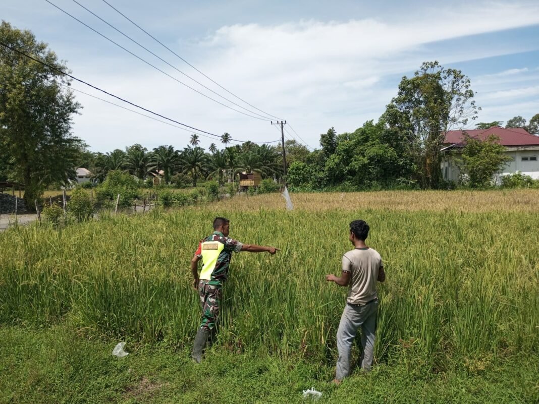Babinsa Posramil 06/Bubon Bersama Petani Memantau Perkembangan Tanaman Padi yang Lagi Menguning
